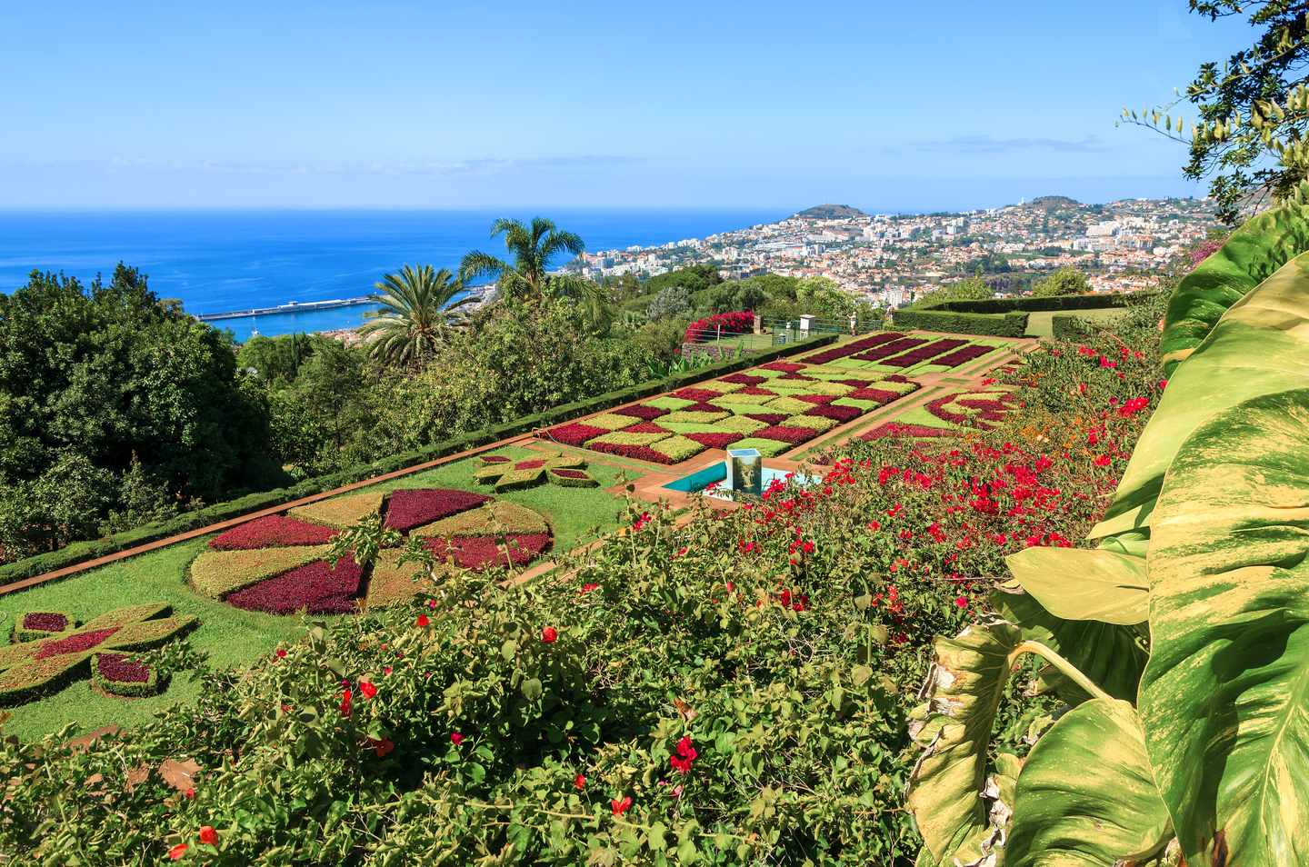 portugal-madeira-tropischer-garten-funchal-g-905425852.jpg