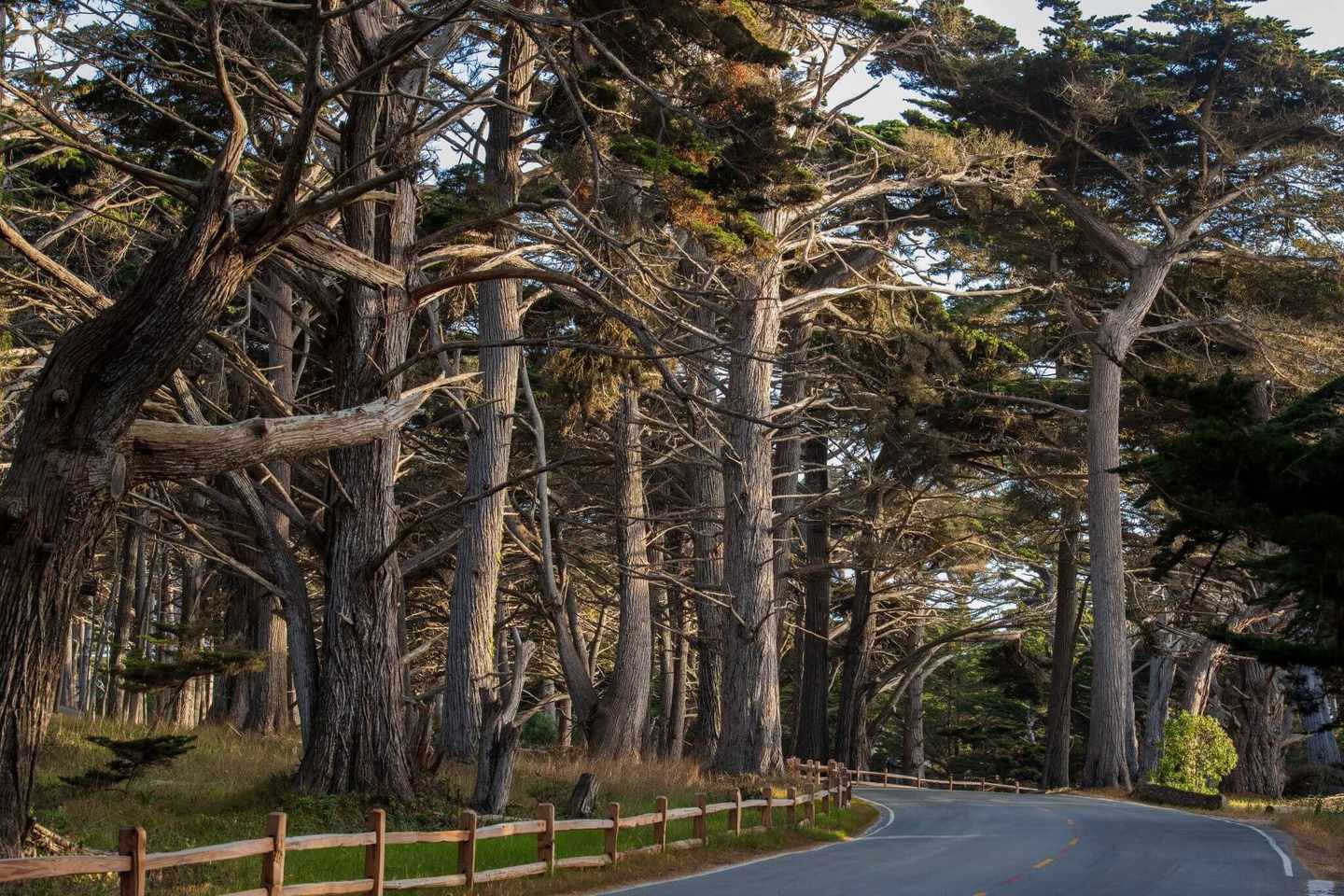 usa-kalifornien-carmel-wald-landstraße-g-1325915182.jpg