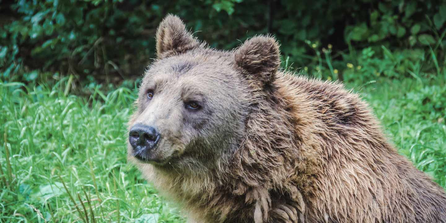 deutschland-mecklenburg_vorpommern-mueritz-baer-g-1320543761.jpg