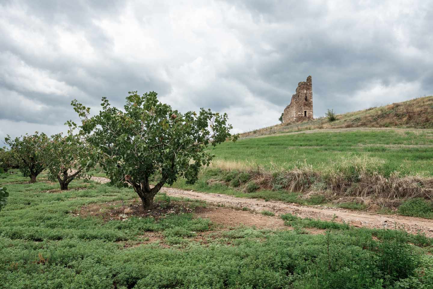 griechenland-chalkidiki-pistazienbäume-und-marianenturm-g-1432774891_bearbeitet.jpg