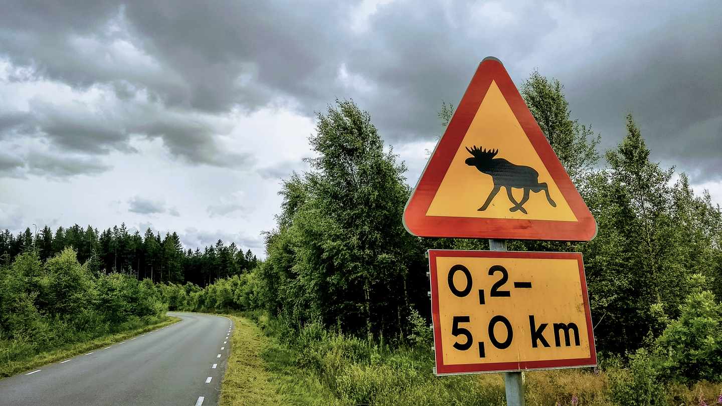 schweden-elch-verkehrszeichen-g-1295952934.jpg