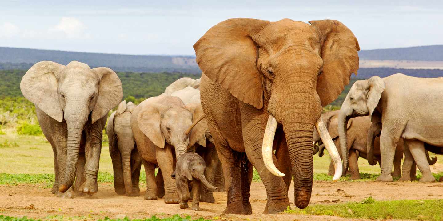 blt70033991b1b968cf-suedafrika-addo-elephant-nationalpark-elefantenherde-g-158167425.jpg Schönste Roadtrips: Sichtung einer Elefantenherde im Addo Elephant Nationalpark in Südafrika