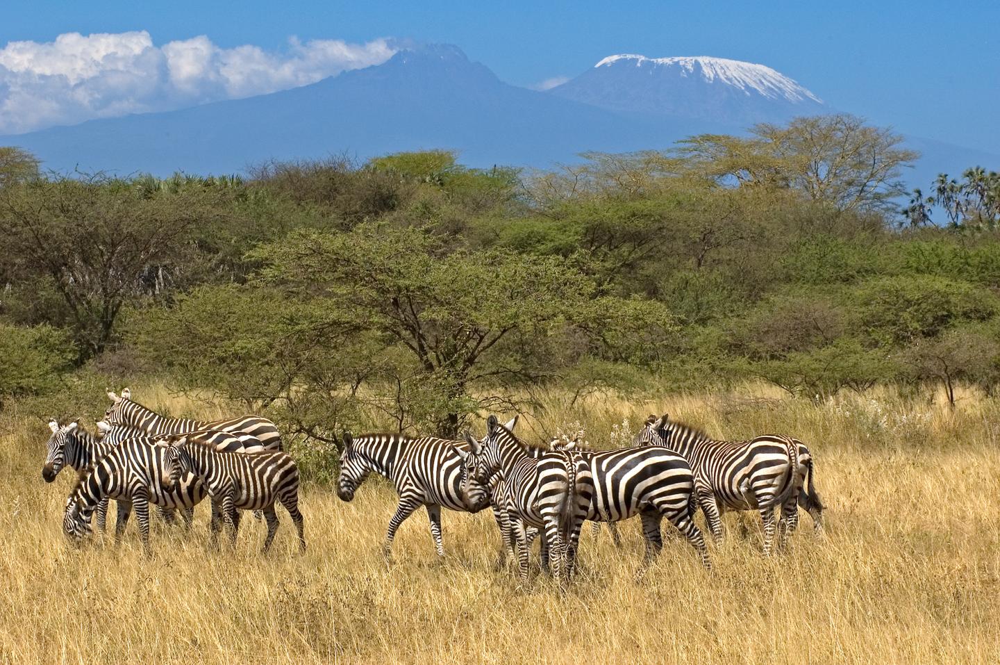 zebra-herde-t-146004111.jpg