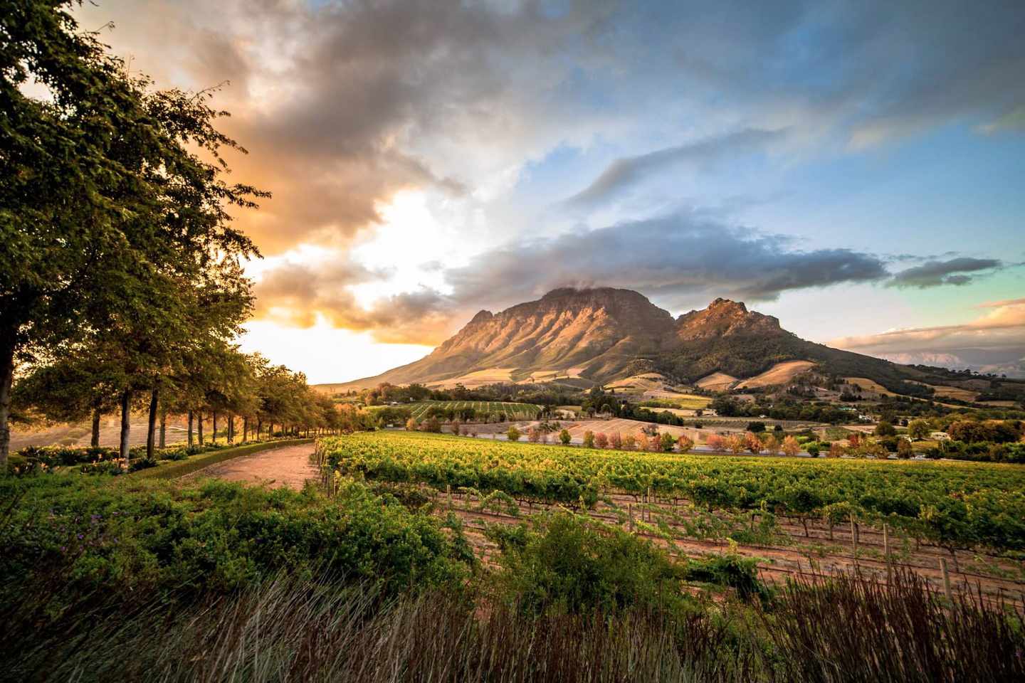suedafrika-capewinelands-stellenbosch-weinberge-g-945081444.jpg