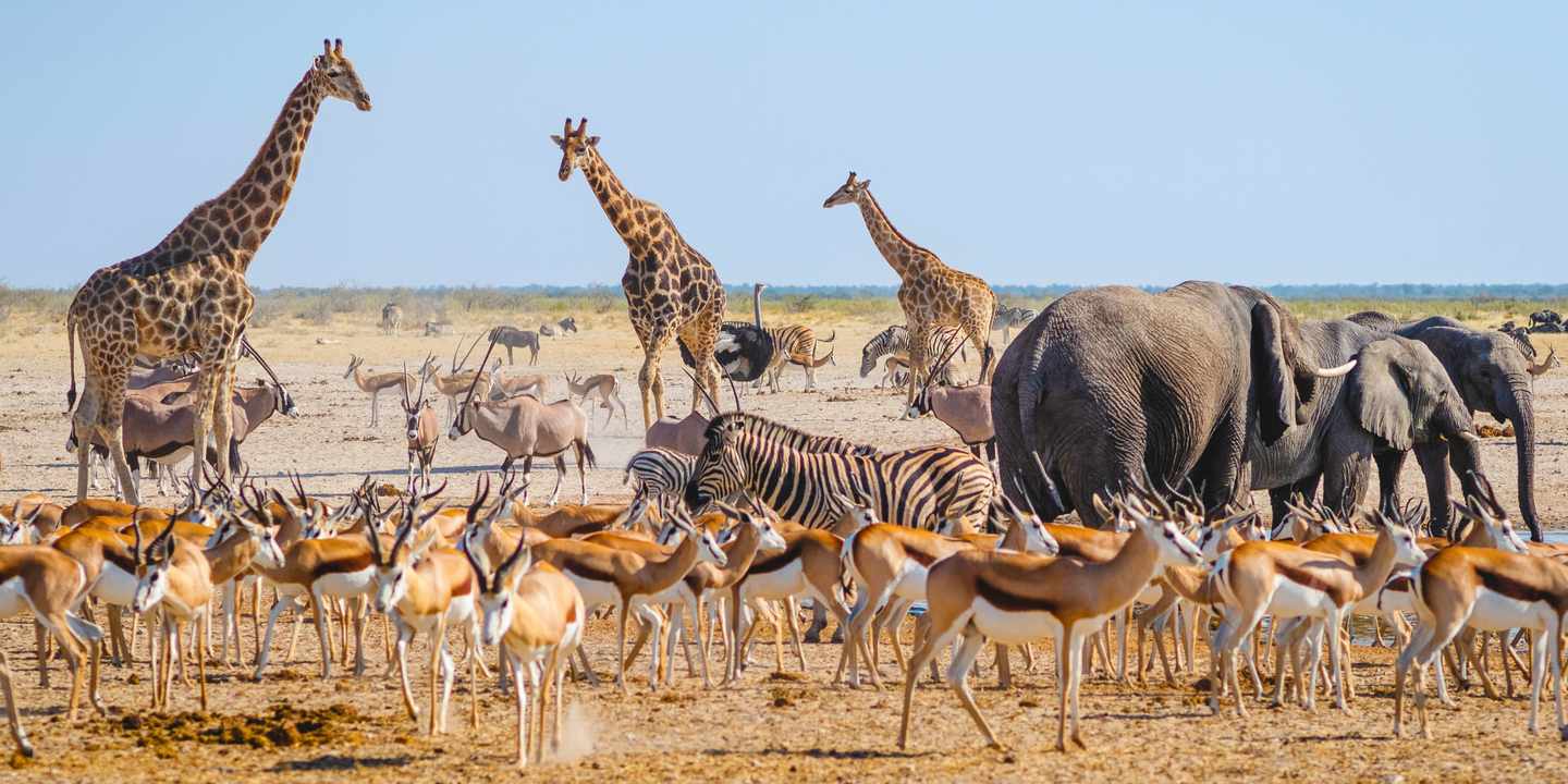 namibia-giraffen-antilopen-elefanten-etosha-nationalpark-g-1330084518_bearbeitet.jpg