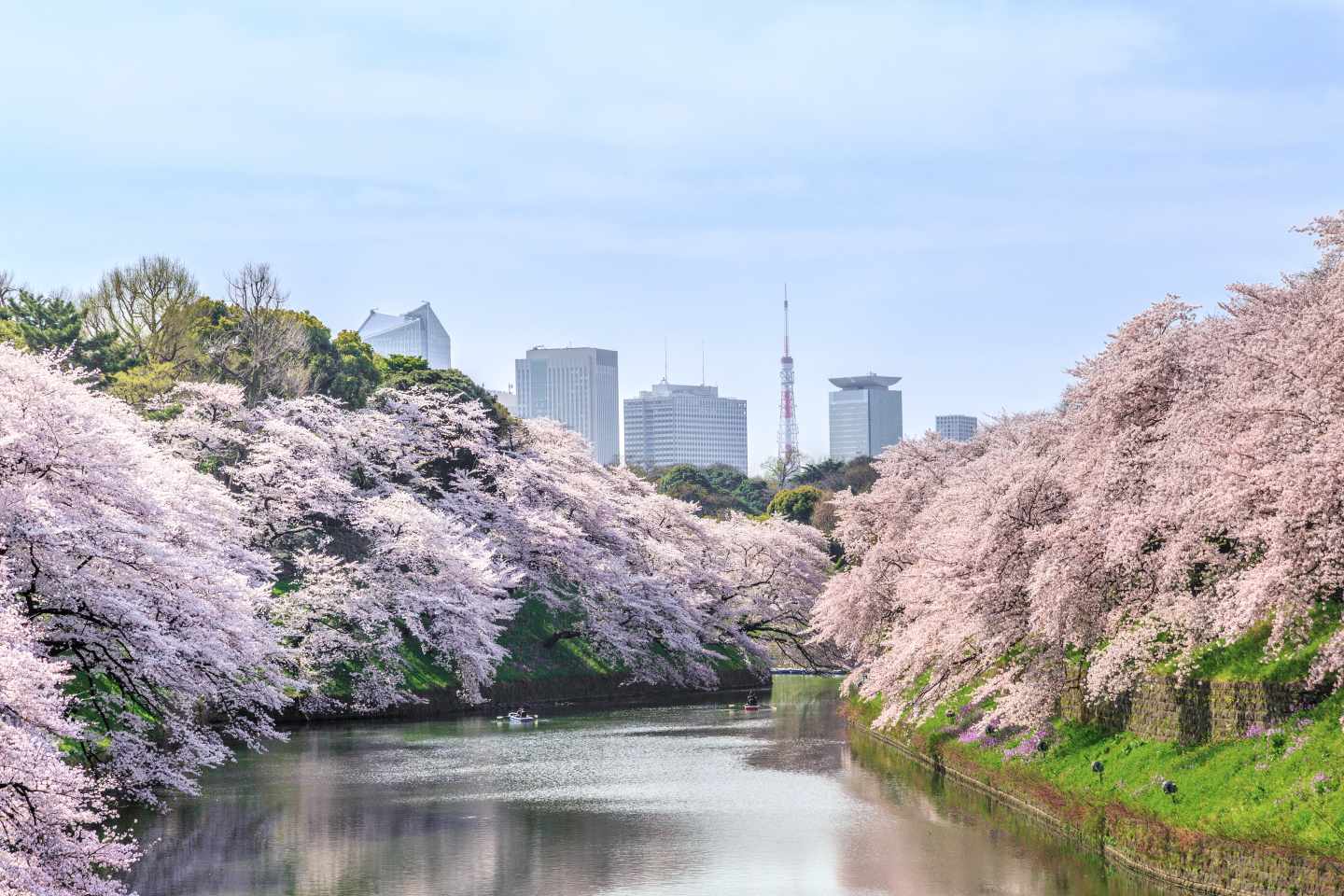 japan-tokio-chidorigafuchi-mit-kirschbluete-g-599474062.jpg