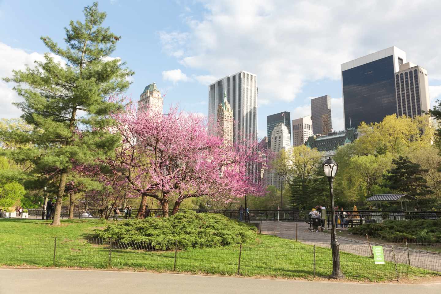 usa-new-york-central-park-bluehende-baeume-g-523314825.jpg