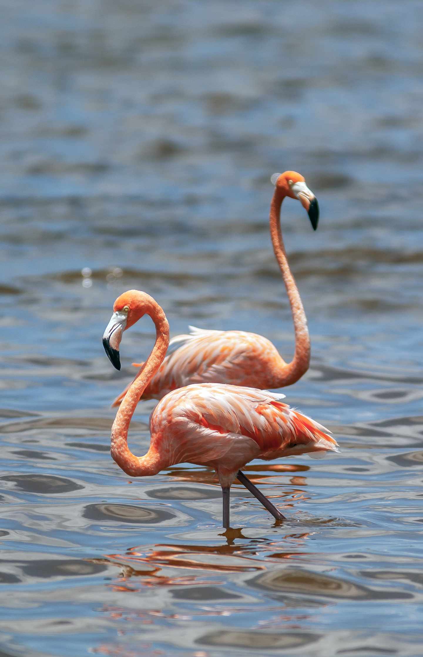 blt0e74bc8d1826057d-bonaire-flamingos-im-wasser-g-1257312888.jpg Flamingos auf Bonaire
