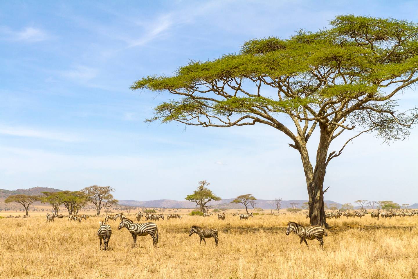 tansania-zebras-t-512625570.jpg