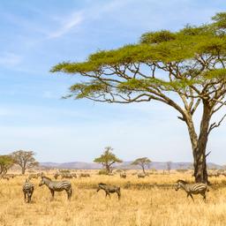 tansania-zebras-t-512625570.jpg