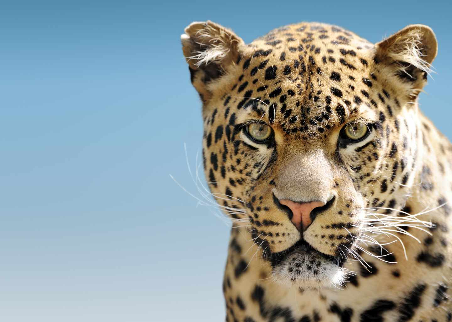 blt1edec1d61214fd3a-afrika-leopard-big-five-g-108274194.jpg Leopard in Nahaufnahme