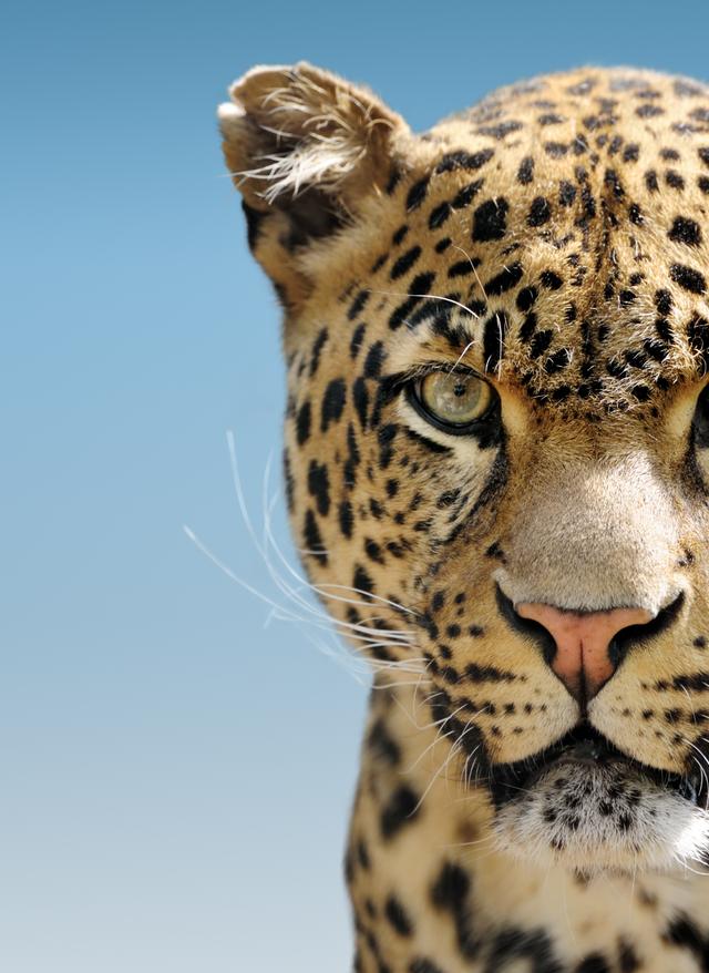 Big Five Afrika