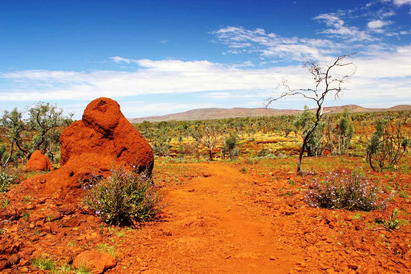 australien-western-australia-termiten-huegel-savanne-t-512745806.jpg