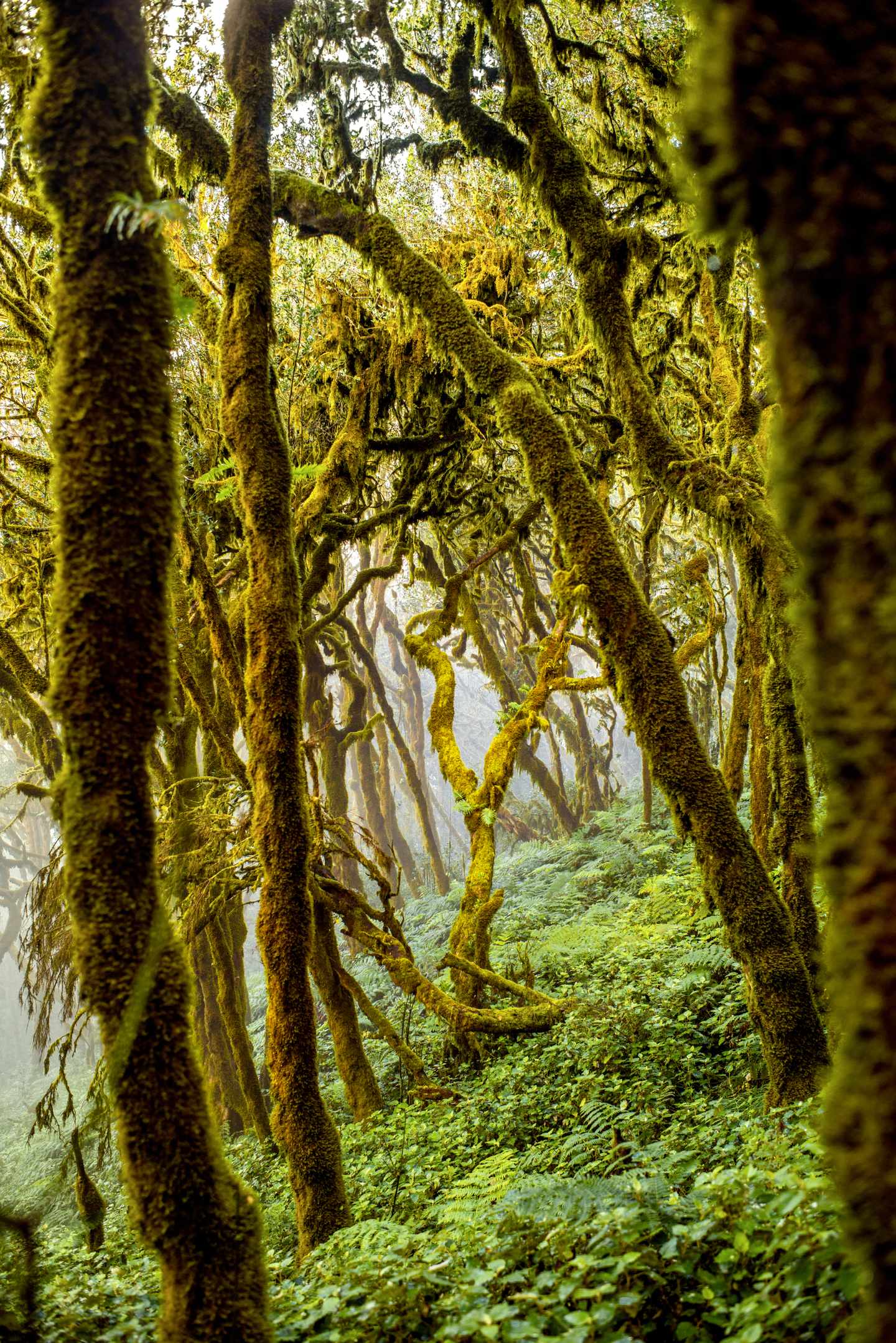 blt6a8b85fbcf22832b-spanien-kanaren-la-gomera-garajonay-nationalpark-lorbeerwald-nebel-moos-baeume-g-512329586.jpg Wald mit vielen Bäumen im Evergreen Forest auf La Gomera