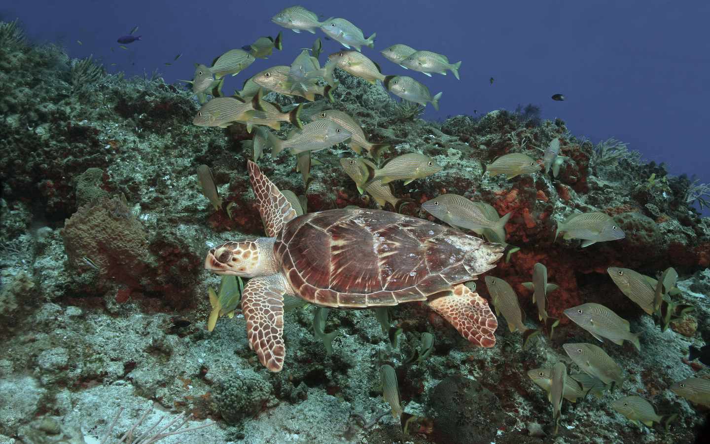 mexiko-yucatan-cozumel-unterwasser-karettschildkroete-fische-g-150420800.jpg