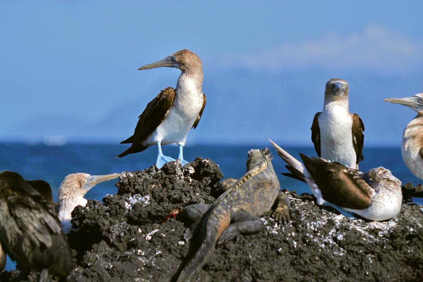 ecuador-tierwelt-p-MK33188.jpg