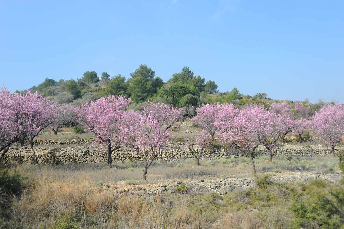 spanien-mallorca-mandelbluete-g-665631464.jpg