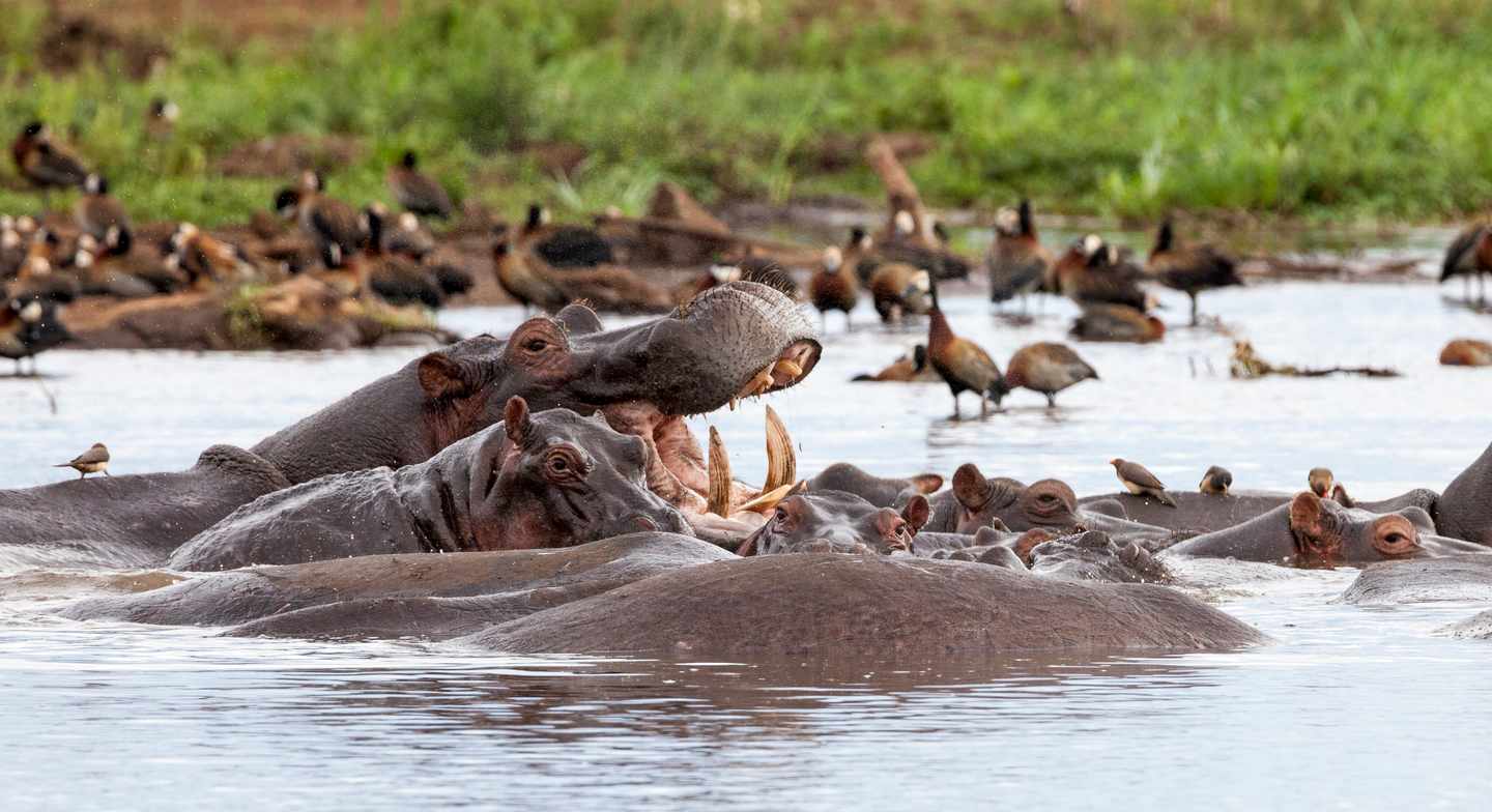 tansania-lake-manyara-nationalpark-nilpferde-t-525980262.jpg