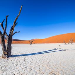 namibia-sossusvlei-deadvlei-baeume-g-531311394.jpg