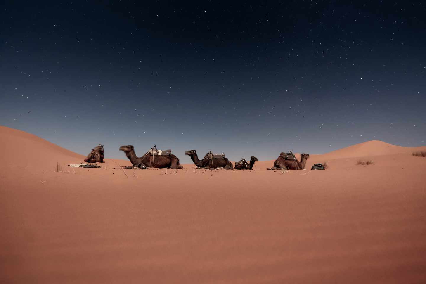Kamele in den Dünen von Merzouga, Tunesien