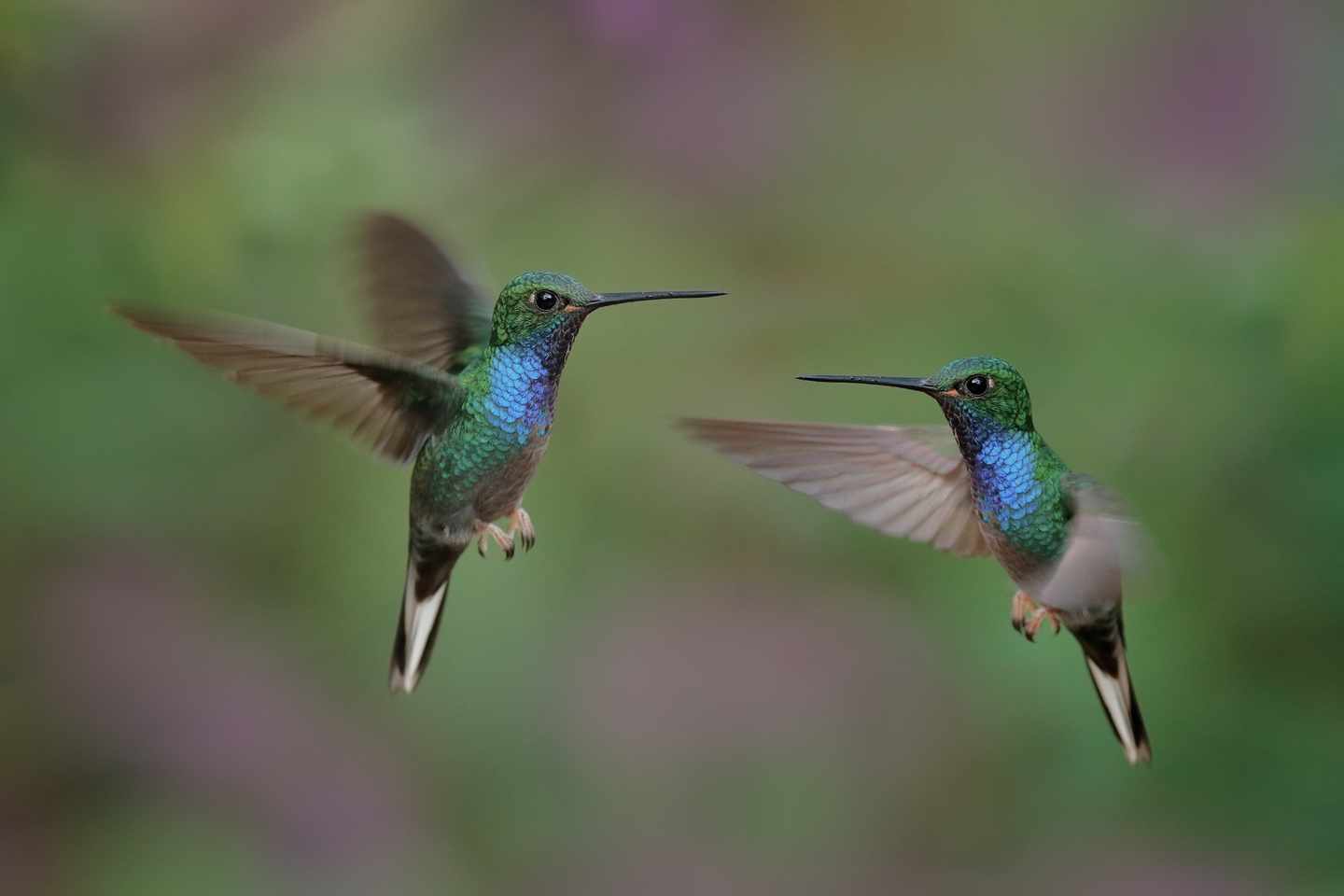 karibik-tobago-kolibri-paar-g-1357650335.jpg