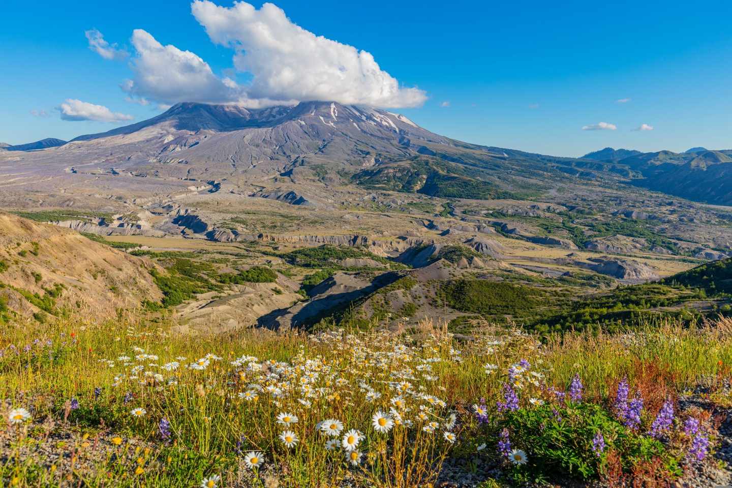 USA-Washington-Blumen-im-Mount-Helens-National-Park-dertour-g-1279655944.jpg