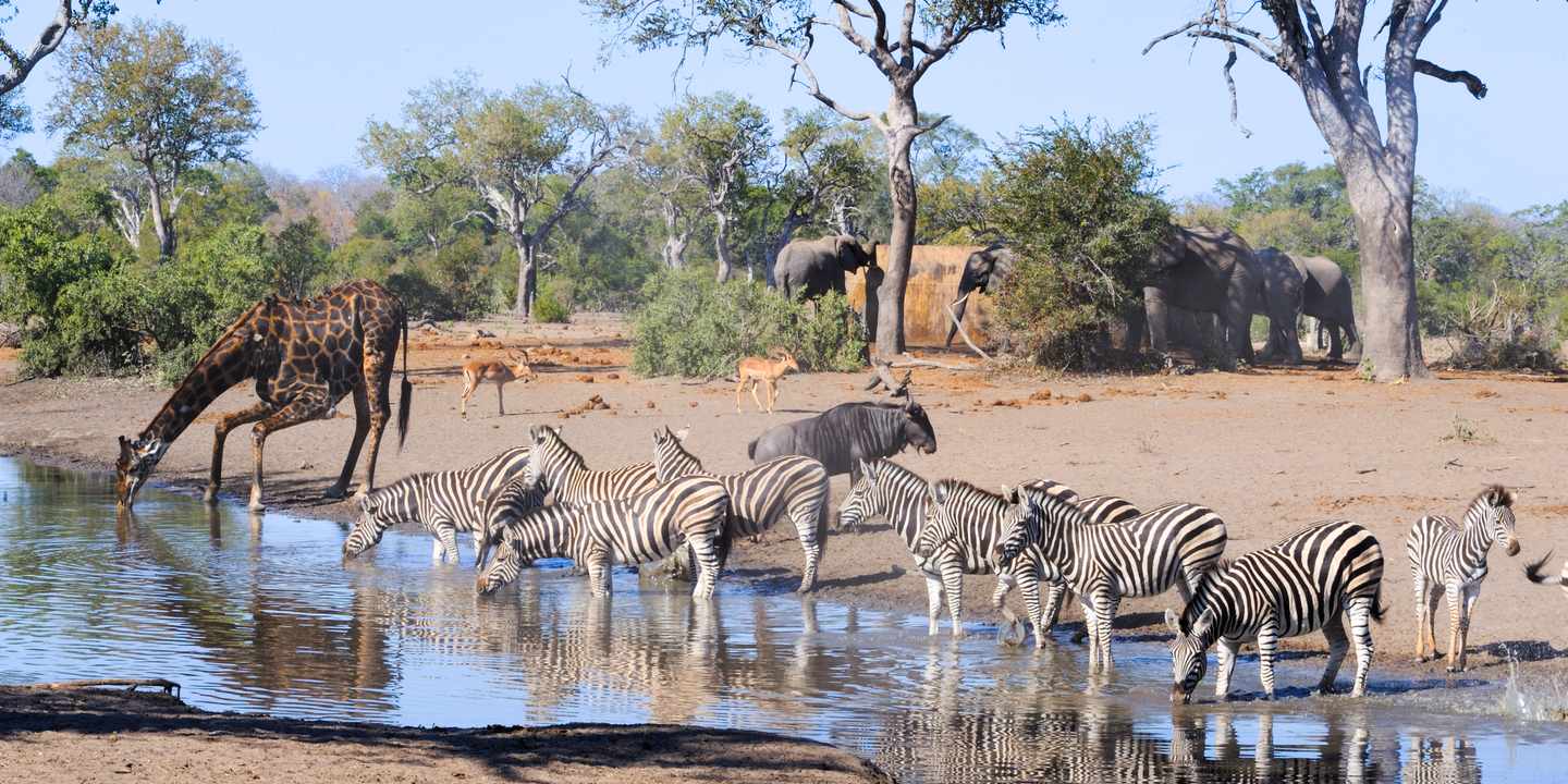 suedafrika-kruger-nationalpark-wasserloch-zebras-g-585496964.jpg
