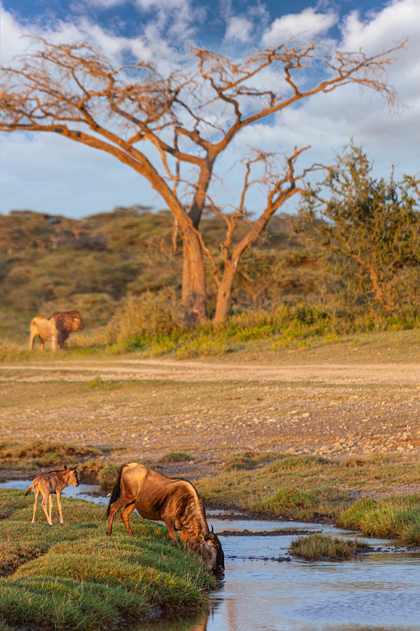 blt00160422377d1b29-suedafrika-kruger-np-gnu-loewe-fluss-g-1357353368.jpg Kruger Nationalpark: Gnus trinken am Fluss